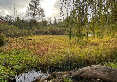 The Importance of Celebrating Environmental Sustainability in King County, Washington